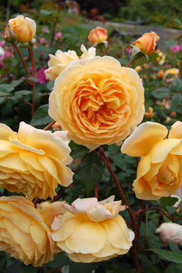 yellow roses at snug harbor farm in kennebunk