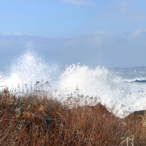 Thoughts from the Coast – January 15