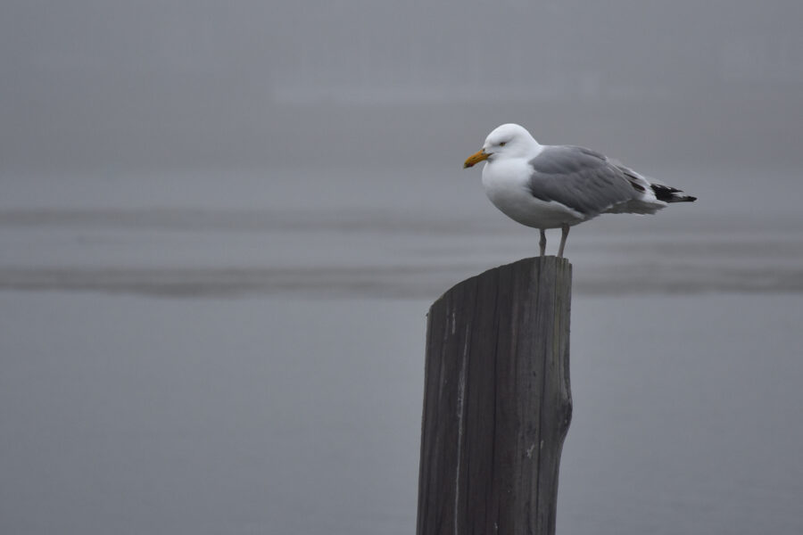 seagull at Cape Porpoise